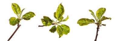 Beyaz arka planda yeşil yapraklı elma ağacı dalı. set, koleksiyon