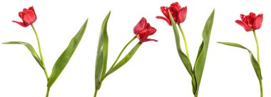 Beyaz arka planda kırmızı lale açıyor. set, koleksiyon