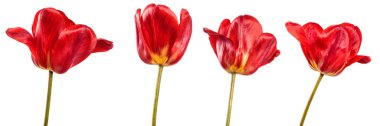 Beyaz arka planda kırmızı lale tomurcuğu. set, koleksiyon