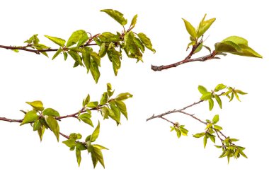 Beyaz arka planda yeşil yapraklı kayısı ağacı dalı. set, koleksiyon