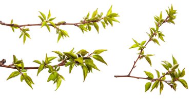 Beyaz arka planda yeşil yapraklı kayısı ağacı dalı. set, koleksiyon