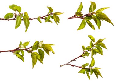 Beyaz arka planda yeşil yapraklı kayısı ağacı dalı. set, koleksiyon