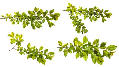 Beyaz arka planda yeşil yaprakları olan yabani elma ağacının dalı. set, koleksiyon