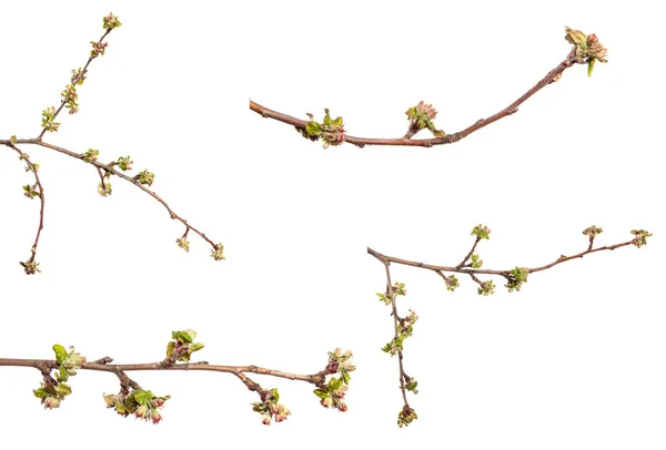 Blommande Gren Äppelträd Med Blommor Och Blad Vit Bakgrund Set — Stockfoto