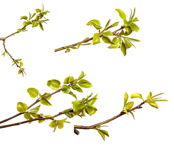 小さな緑の葉を持つ梨の木の枝 白を背景に セットコレクション — ストック写真