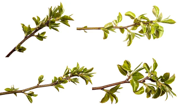 Branche Poirier Avec Petites Feuilles Vertes Sur Fond Blanc Ensemble — Photo