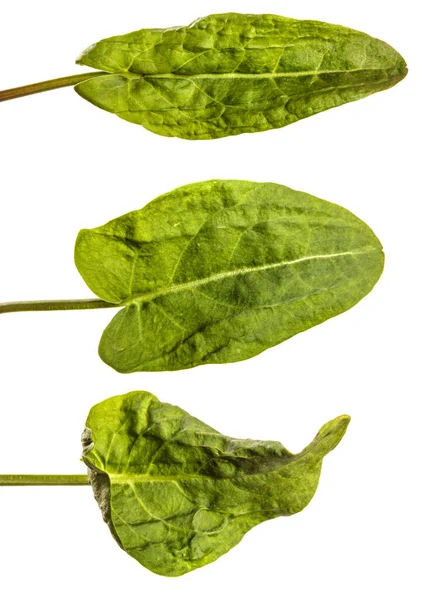 Зеленый Соррель Листья Белом Фоне Набор Коллекция — стоковое фото
