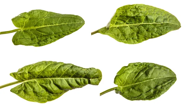 Grön Sorrel Blad Vit Bakgrund Set Insamling — Stockfoto