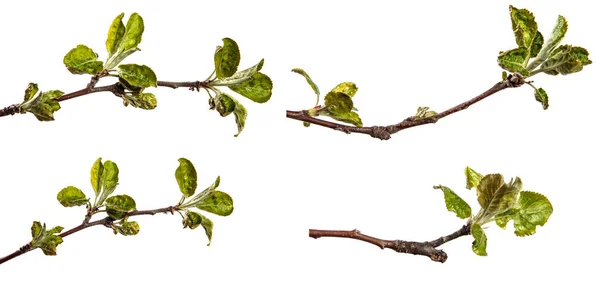 白地に緑の葉を持つリンゴの木の枝 セットコレクション — ストック写真