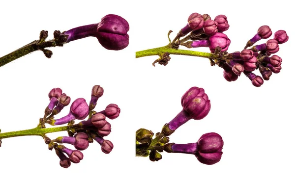 Фиолетовые Сиреневые Цветы Крупным Планом Белом Фоне Набор Коллекция — стоковое фото
