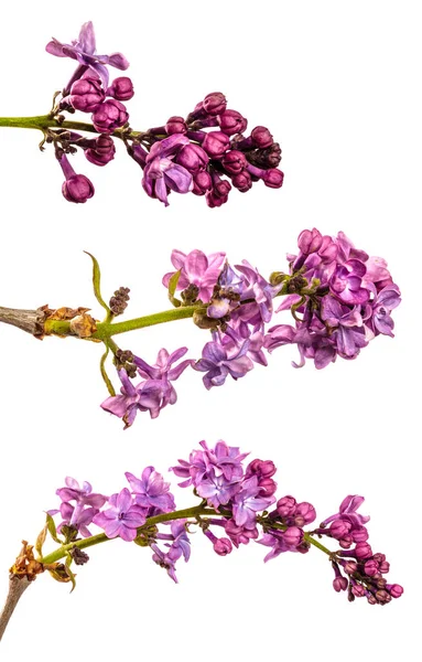 Lilas Violet Fleurs Gros Plan Sur Fond Blanc Ensemble Collection — Photo