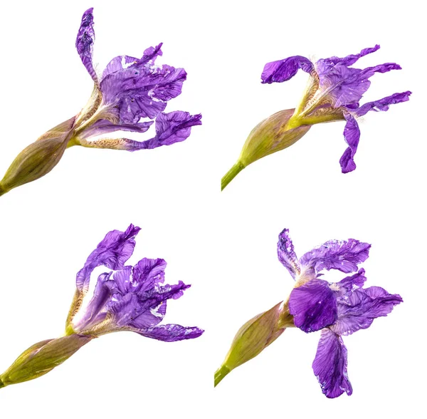 Bloeiende Iris Bladeren Close Een Witte Achtergrond Verzameling Verzameling — Stockfoto