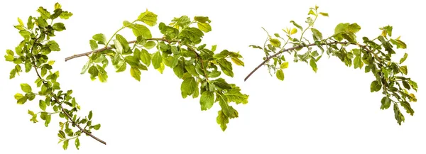 Větev Divokého Jabloně Zelenými Listy Bílém Pozadí Sada Kolekce — Stock fotografie
