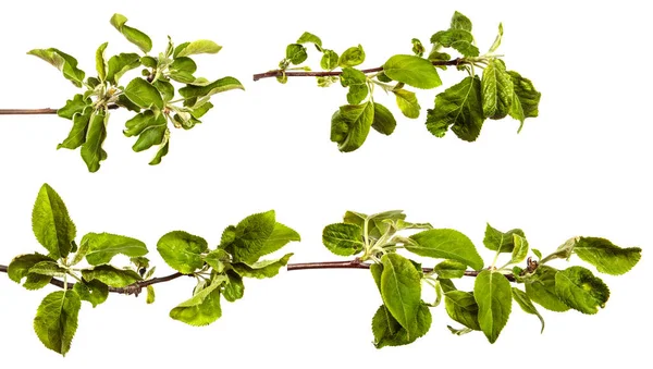 Äste Von Apfelbäumen Mit Grünen Blättern Auf Weißem Hintergrund Set — Stockfoto