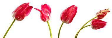 Beyaz arka planda beyaz damarları olan kırmızı çiçek açan laleler. set, koleksiyon