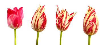 Beyaz arka planda beyaz damarları olan kırmızı çiçek açan laleler. set, koleksiyon