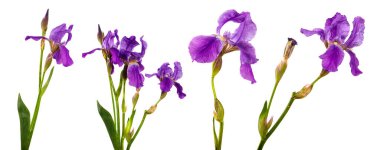 Beyaz arka planda çiçek açan mor iris çiçeği. set, koleksiyon