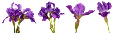 Beyaz arka planda çiçek açan mor iris çiçeği. set, koleksiyon