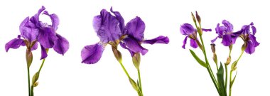 Beyaz arka planda çiçek açan mor iris çiçeği. set, koleksiyon