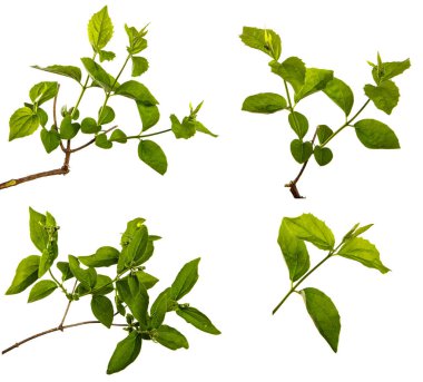 Beyaz arka planda yeşil yapraklı yasemin çalılığı. set, koleksiyon