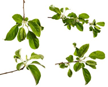 Beyaz arka planda yeşil yapraklı elma ağacı dalı. set, koleksiyon