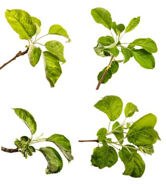 Beyaz arka planda yeşil yapraklı elma ağacı dalı. set, koleksiyon