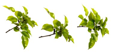 Beyaz arka planda yeşil yapraklı armut ağacı dalı. set, koleksiyon