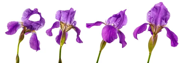 在白色的背景上盛开的紫色虹膜花 — 图库照片