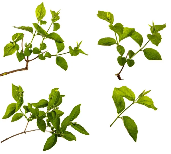 Beyaz arka planda yeşil yapraklı yasemin çalılığı. set, koleksiyon