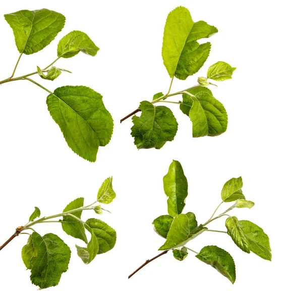 Beyaz arka planda yeşil yapraklı elma ağacı dalı. set, koleksiyon