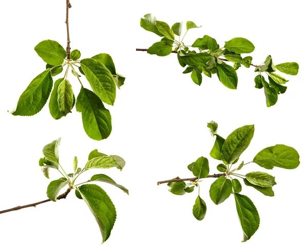 Beyaz arka planda yeşil yapraklı elma ağacı dalı. set, koleksiyon