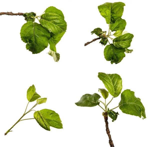 Beyaz arka planda yeşil yapraklı elma ağacı dalı. set, koleksiyon