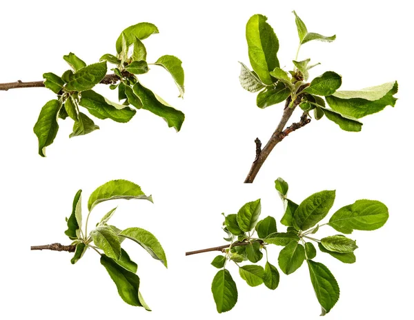 Äppelträd Gren Med Gröna Blad Vit Bakgrund Set Insamling — Stockfoto