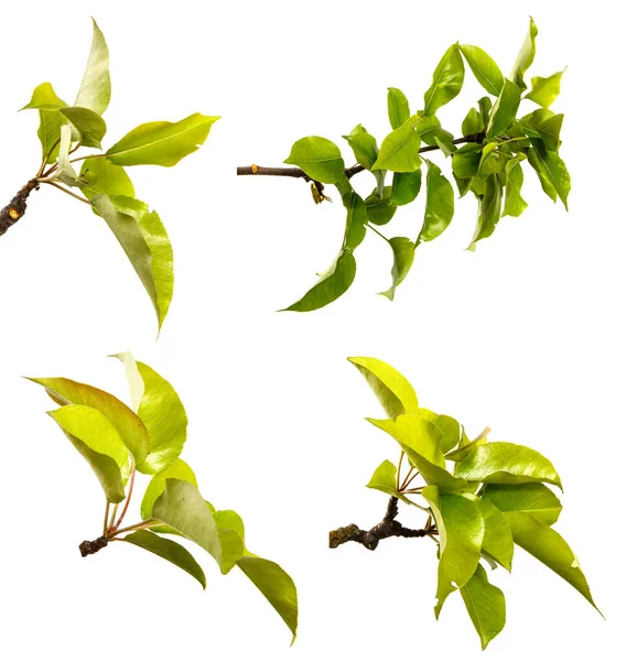 Beyaz arka planda yeşil yapraklı armut ağacı dalı. set, koleksiyon