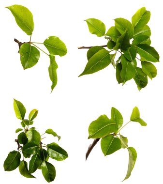 Beyaz arka planda yeşil yapraklı armut ağacı dalı. set, koleksiyon