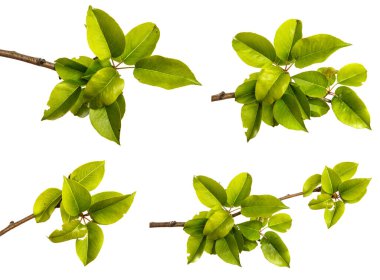 Beyaz arka planda yeşil yapraklı armut ağacı dalı. set, koleksiyon