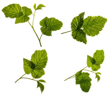 Beyaz arka planda yeşil yapraklı genç ahududu filizleri. set, koleksiyon