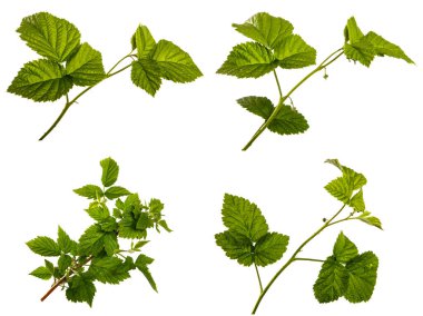 Beyaz arka planda yeşil yapraklı genç ahududu filizleri. set, koleksiyon