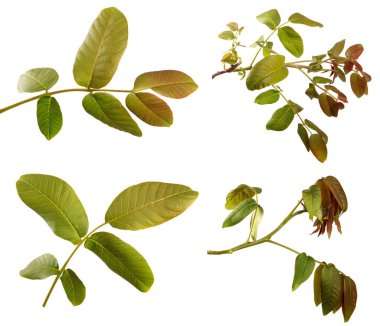 Beyaz arka planda yeşil yapraklı ceviz dalı. set, koleksiyon