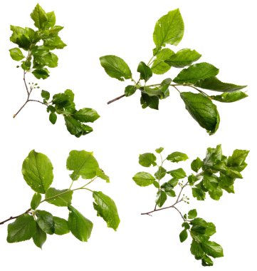 Beyaz arka planda yeşil yapraklı erik ağacı dalı. set, koleksiyon