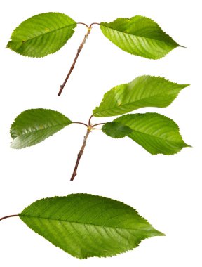 Beyaz arka planda yeşil yapraklı kiraz dalı. set, koleksiyon