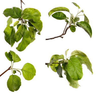 Beyaz arka planda yeşil yapraklı elma ağacı dalı. set, koleksiyon