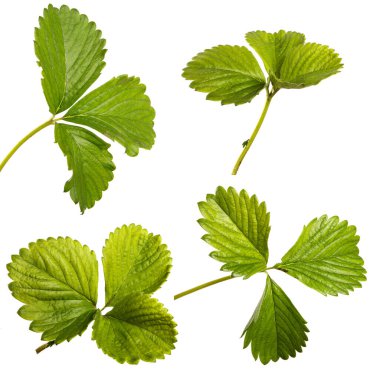 Beyaz arka planda taze çilek filizi. set, koleksiyon