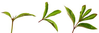 Beyaz arka planda patlamamış tomurcukları olan şakayık bir çalıdan filizler. set, koleksiyon