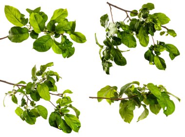 Beyaz arka planda yeşil yapraklı elma ağacı dalı. set, koleksiyon