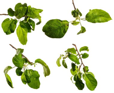 Beyaz arka planda yeşil yapraklı elma ağacı dalı. set, koleksiyon