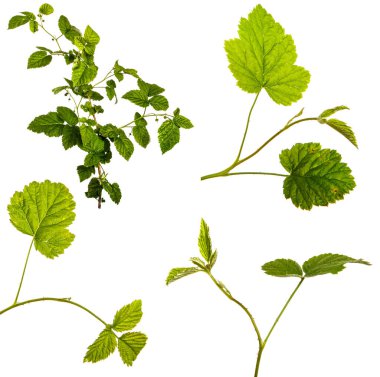 Beyaz arka planda ahududu çalısından yeşil filiz. set, koleksiyon