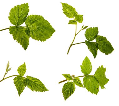 Beyaz arka planda ahududu çalısından yeşil filiz. set, koleksiyon