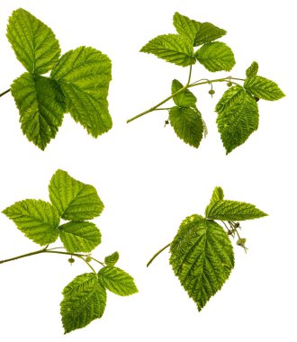 Beyaz arka planda ahududu çalısından yeşil filiz. set, koleksiyon