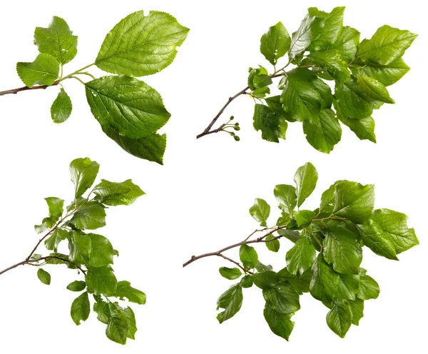 Pflaumenzweig Mit Grünen Blättern Auf Weißem Hintergrund Set Kollektion — Stockfoto